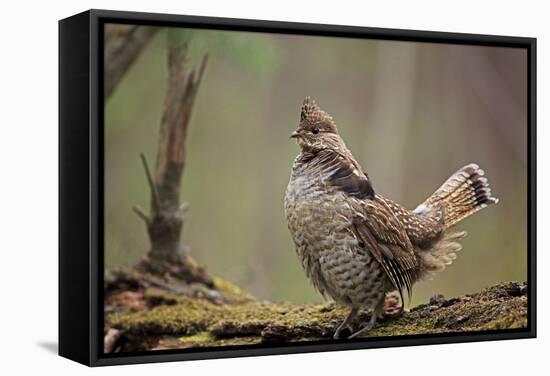 Ruffed Grouse Male Engaged in Courtship Display-null-Framed Stretched Canvas