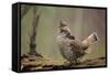 Ruffed Grouse Male Engaged in Courtship Display-null-Framed Stretched Canvas