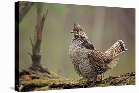 Ruffed Grouse Male Engaged in Courtship Display-null-Stretched Canvas