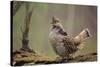 Ruffed Grouse Male Engaged in Courtship Display-null-Stretched Canvas