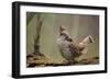 Ruffed Grouse Male Engaged in Courtship Display-null-Framed Photographic Print