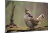 Ruffed Grouse Male Engaged in Courtship Display-null-Mounted Photographic Print