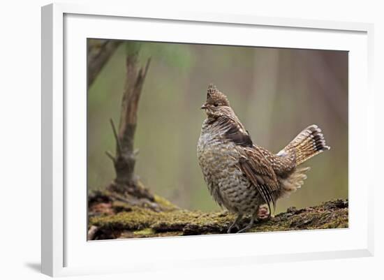 Ruffed Grouse Male Engaged in Courtship Display-null-Framed Photographic Print