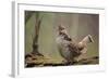 Ruffed Grouse Male Engaged in Courtship Display-null-Framed Photographic Print