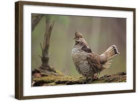 Ruffed Grouse Male Engaged in Courtship Display-null-Framed Photographic Print