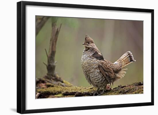 Ruffed Grouse Male Engaged in Courtship Display-null-Framed Photographic Print