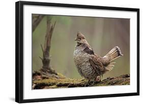 Ruffed Grouse Male Engaged in Courtship Display-null-Framed Photographic Print