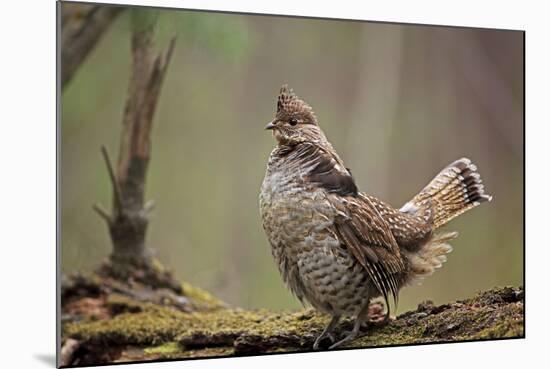 Ruffed Grouse Male Engaged in Courtship Display-null-Mounted Photographic Print