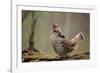 Ruffed Grouse Male Engaged in Courtship Display-null-Framed Photographic Print