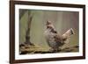 Ruffed Grouse Male Engaged in Courtship Display-null-Framed Photographic Print