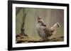 Ruffed Grouse Male Engaged in Courtship Display-null-Framed Photographic Print