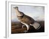 Ruffed Grouse-John James Audubon-Framed Giclee Print