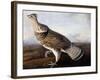 Ruffed Grouse-John James Audubon-Framed Giclee Print