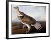 Ruffed Grouse-John James Audubon-Framed Giclee Print