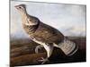 Ruffed Grouse-John James Audubon-Mounted Giclee Print