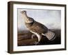 Ruffed Grouse-John James Audubon-Framed Giclee Print