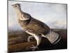 Ruffed Grouse-John James Audubon-Mounted Giclee Print