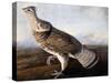 Ruffed Grouse-John James Audubon-Stretched Canvas