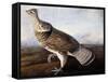 Ruffed Grouse-John James Audubon-Framed Stretched Canvas