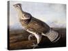 Ruffed Grouse-John James Audubon-Stretched Canvas