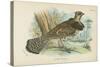 Ruffed Grouse-English School-Stretched Canvas