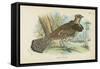 Ruffed Grouse-English School-Framed Stretched Canvas