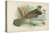 Ruffed Grouse-English School-Stretched Canvas