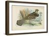 Ruffed Grouse-English School-Framed Giclee Print