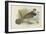 Ruffed Grouse-English School-Framed Giclee Print