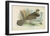 Ruffed Grouse-English School-Framed Giclee Print