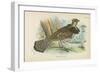 Ruffed Grouse-English School-Framed Giclee Print