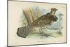 Ruffed Grouse-English School-Mounted Giclee Print