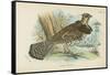 Ruffed Grouse-English School-Framed Stretched Canvas