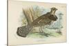 Ruffed Grouse-English School-Stretched Canvas