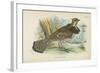 Ruffed Grouse-English School-Framed Giclee Print