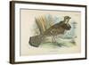 Ruffed Grouse-English School-Framed Giclee Print