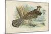 Ruffed Grouse-English School-Mounted Giclee Print