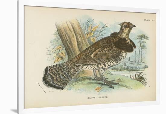 Ruffed Grouse-English School-Framed Giclee Print