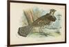 Ruffed Grouse-English School-Framed Giclee Print