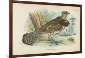 Ruffed Grouse-English School-Framed Giclee Print