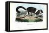 Ruffed Lemur, 1863-79-Raimundo Petraroja-Framed Stretched Canvas