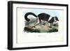 Ruffed Lemur, 1863-79-Raimundo Petraroja-Framed Giclee Print