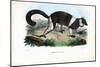 Ruffed Lemur, 1863-79-Raimundo Petraroja-Mounted Giclee Print