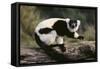 Ruffed Lemur-DLILLC-Framed Stretched Canvas