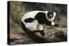 Ruffed Lemur-DLILLC-Stretched Canvas