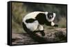 Ruffed Lemur-DLILLC-Framed Stretched Canvas