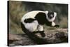 Ruffed Lemur-DLILLC-Stretched Canvas