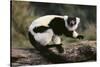 Ruffed Lemur-DLILLC-Stretched Canvas