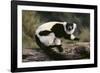 Ruffed Lemur-DLILLC-Framed Photographic Print