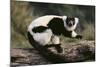 Ruffed Lemur-DLILLC-Mounted Photographic Print
